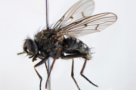 Female, lateral view