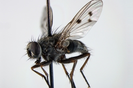 Female, lateral view