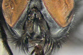 Male, head anterior view