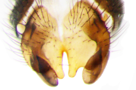 Male, cercal plate