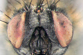 Female, head anterior view