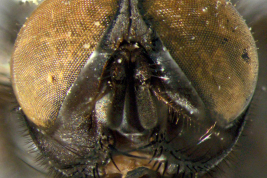 Male, head anterior view