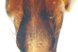 Male, cercal plate