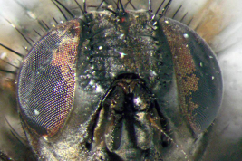 Female, head anterior view