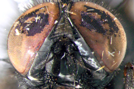 Male, head anterior view