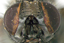 Female, head anterior view