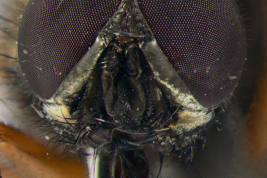 Male, head anterior view