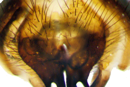 Male, cercal plate