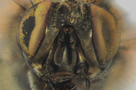 Female, head anterior view