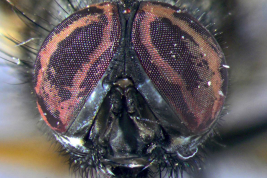 Male, head anterior view