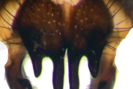 Male, cercal plate