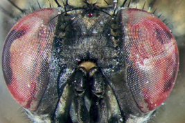 Female, head anterior view