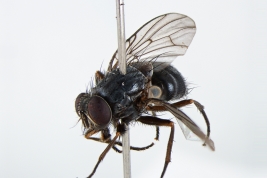 Female, lateral view