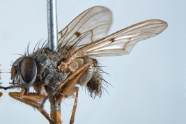 Male, lateral view