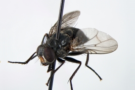 Female, lateral view