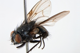 Female, lateral view