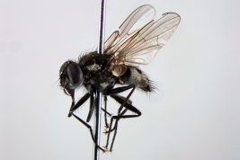 Male, lateral view