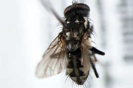 Male, dorsal view
