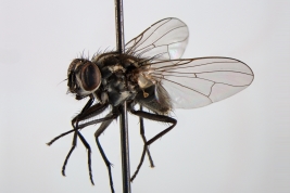 Female, lateral view