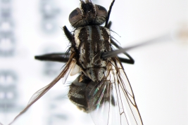 Female, dorsal view