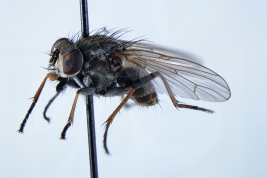 Female, lateral view