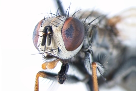 Female, head anterior view
