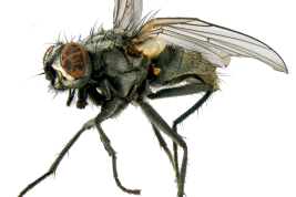 Female, lateral view