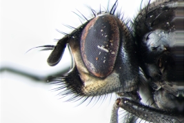 Female, head lateral view