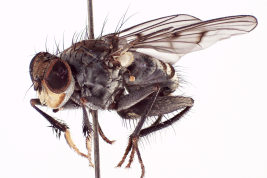 Male, lateral view