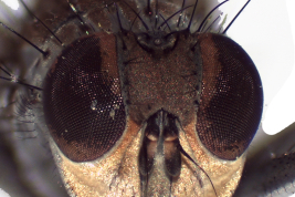Male, head anterior view