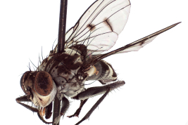 Female, lateral view