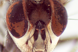 Female, head anterior view