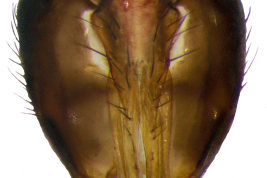 Male, cercal plate