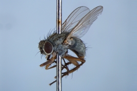 Female, lateral view