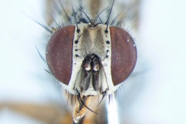 Female, head anterior view