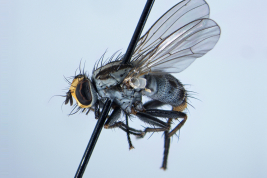 Female, lateral view