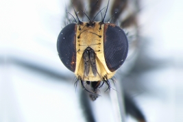 Female, head anterior view