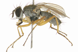 Male, lateral view