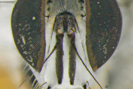 Male, head anterior view