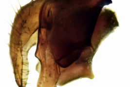 Male, terminalia lateral view