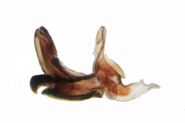 Male, aedeagus