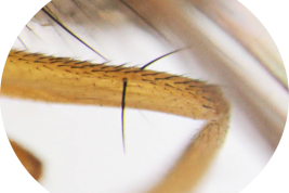 Male, hind femur, preapical seta