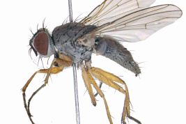 Female, lateral view