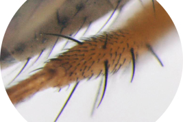 Female, hind femur, preapical seta