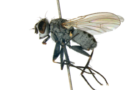 Male, lateral view