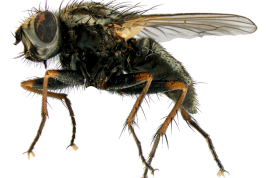 Female, lateral view