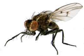 Male, lateral view
