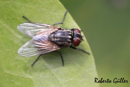 Dorsal View