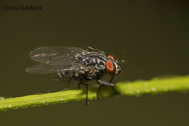 Male, lateral view. Copyright. Cynthia Bandurek.