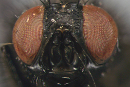 Female, head anterior view